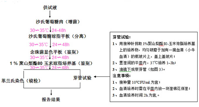 白色念珠菌检测流程