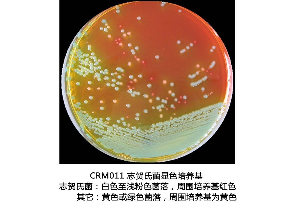 志贺氏菌显色培养基生物图册