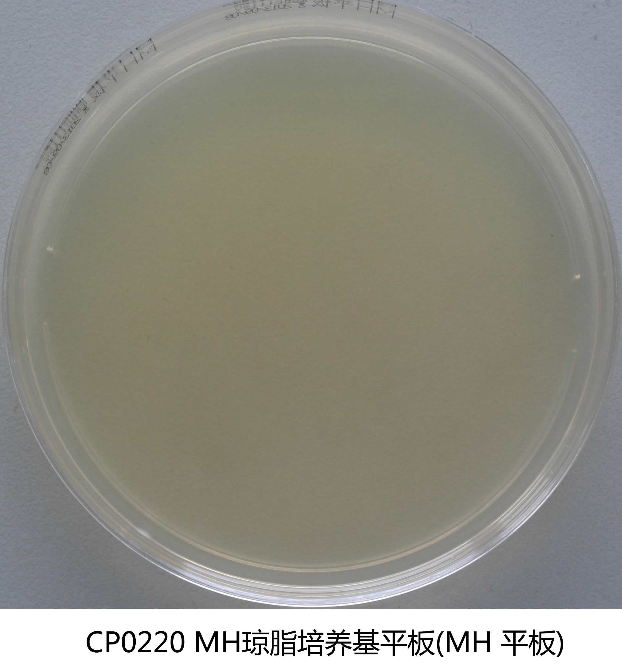 MH琼脂平板培养基