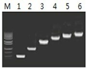 50μl 扩增体系中，以 5ng λDNA 为模板，对 500bp~6.0kb 的扩增结果