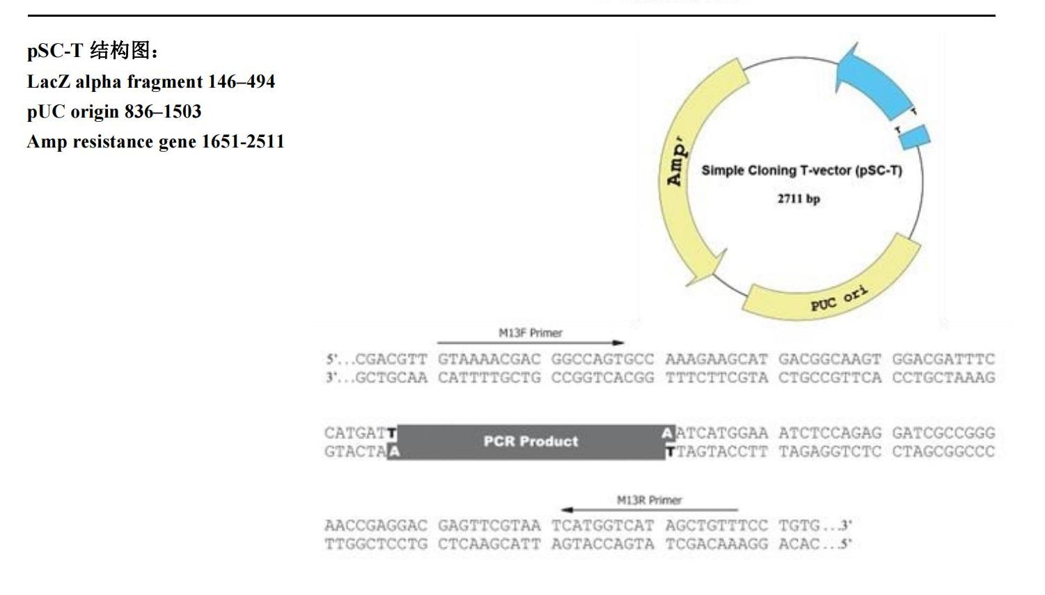 pSC-T 结构图