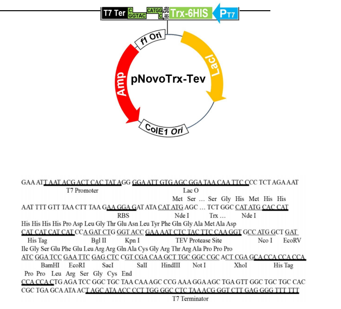 pNovoTrx-TEV 结构图