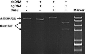 NLS-Cas9 Nuclease应用实例