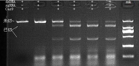 Cas9 Nuclease 做 DNA 片段切割活性检测