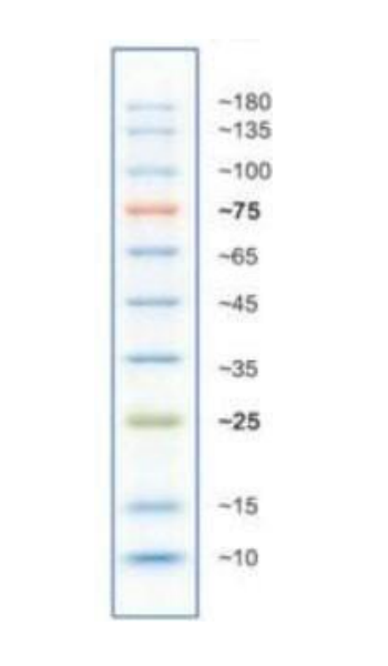 Prestained Protein Ladder (10～180kDa)使用建议