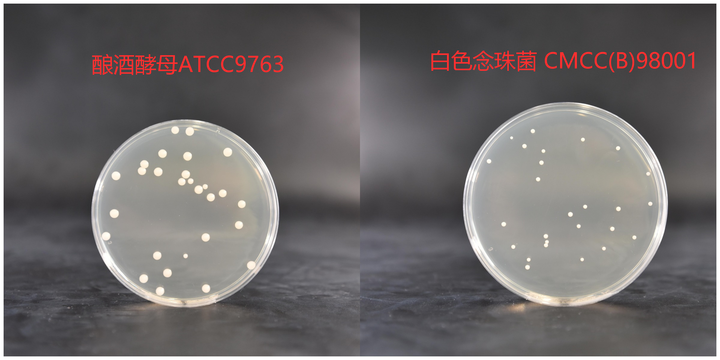 酵母浸出粉胨葡萄糖琼脂培养基菌落特征