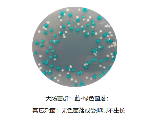 大肠菌群显色培养基生物图册