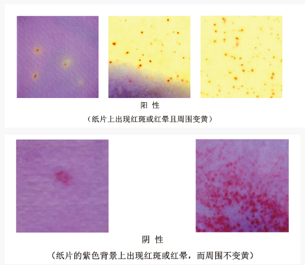 湿式餐具大肠菌群检验纸片检测判断