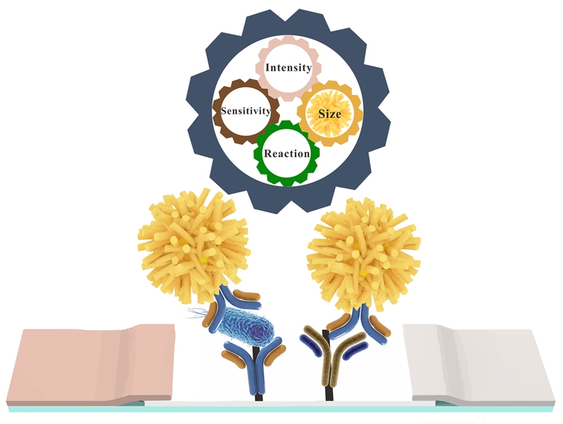 三维多枝状金纳米颗粒用于免疫层析试纸条的原理图