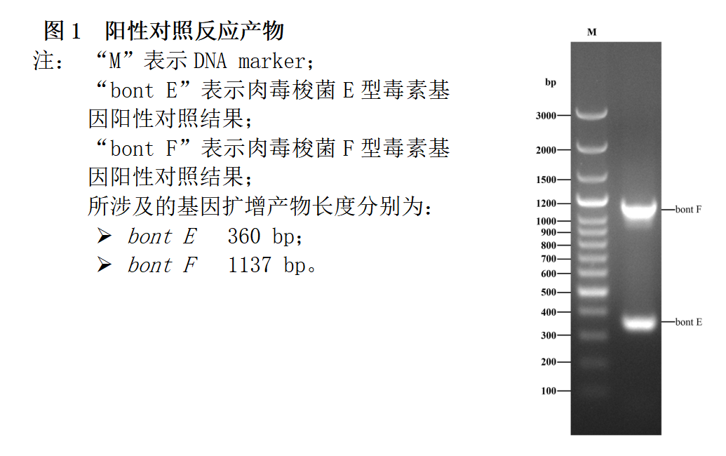 肉毒梭菌E/F型毒素基因PCR检测试剂盒结果判读