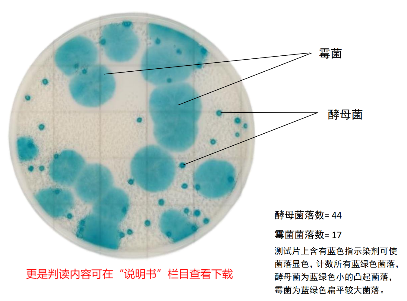 快速霉菌酵母测试片判读手册