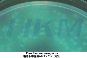 铜绿假单胞菌ATCC27853