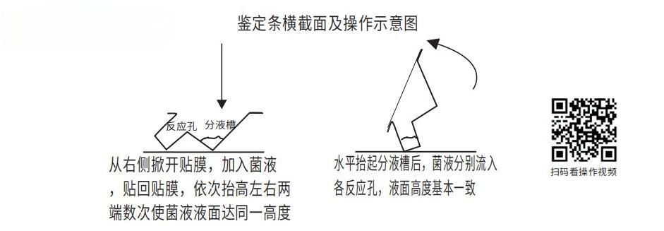 鉴定条横截面及操作示意图