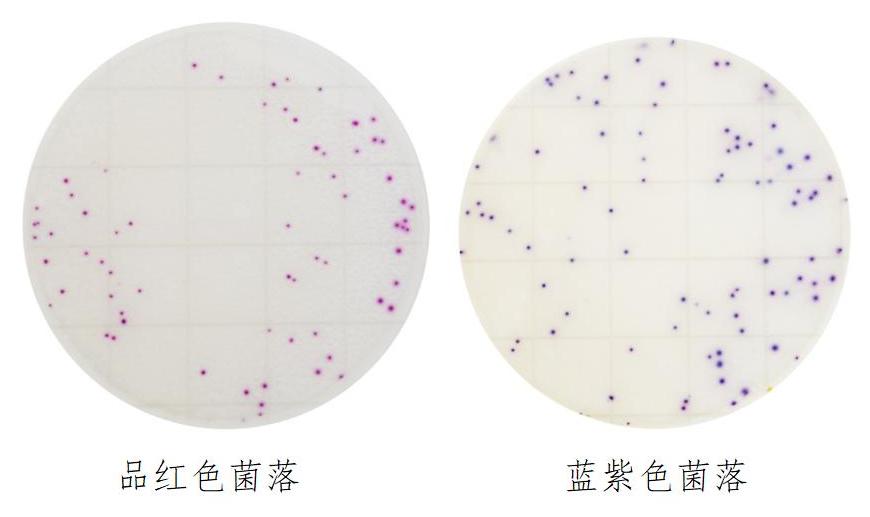 金黄色葡萄球菌确认反应片判读图解