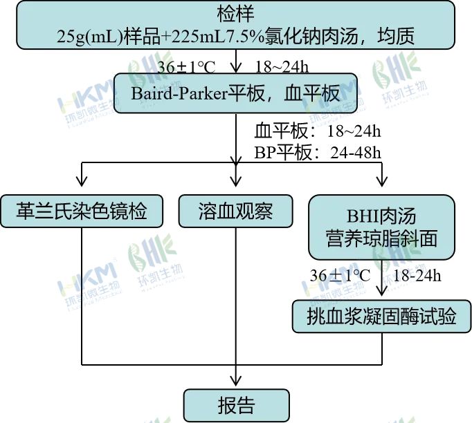 金黄色葡萄球菌定性检验