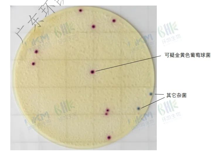 金黄色葡萄球菌测试片