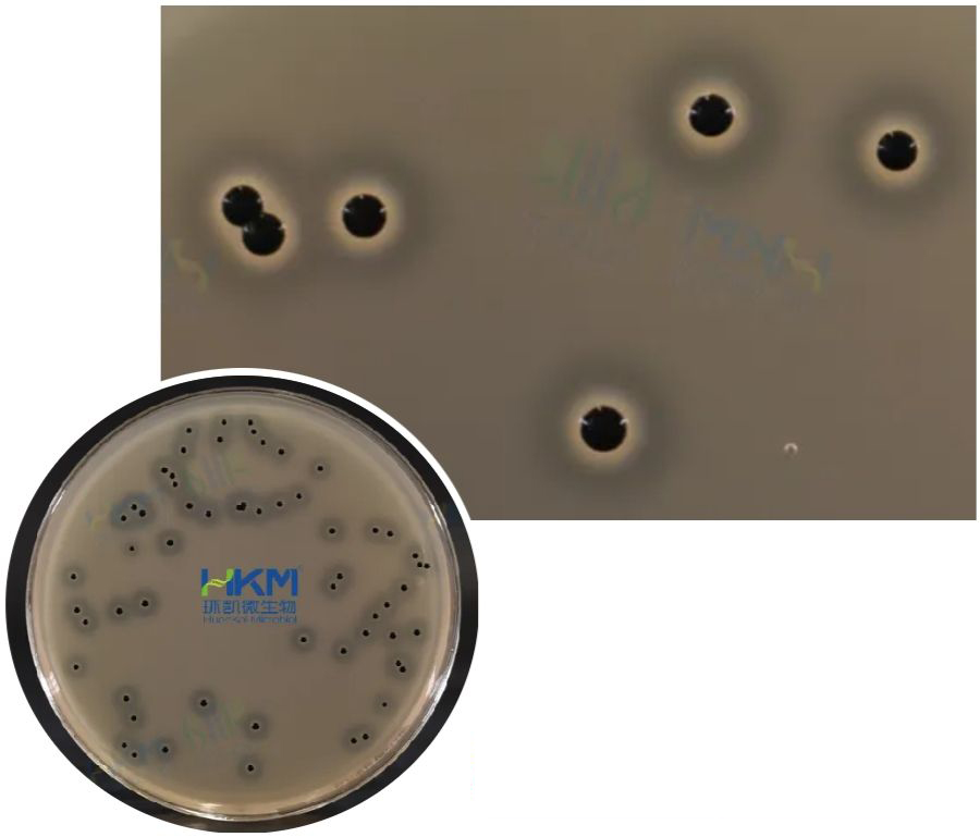 金黄色葡萄球菌菌落黑色，周围具有不透明圈，其外有清晰带
