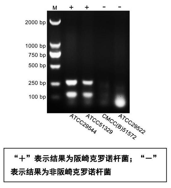 阪崎克罗诺杆菌多重PCR检测试剂盒技术原理