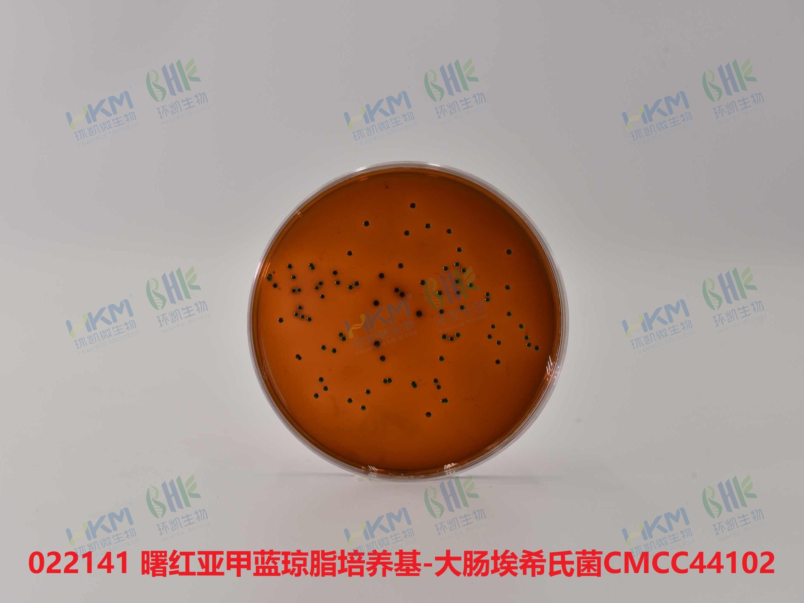 大肠埃希氏菌CMCC(B)44102