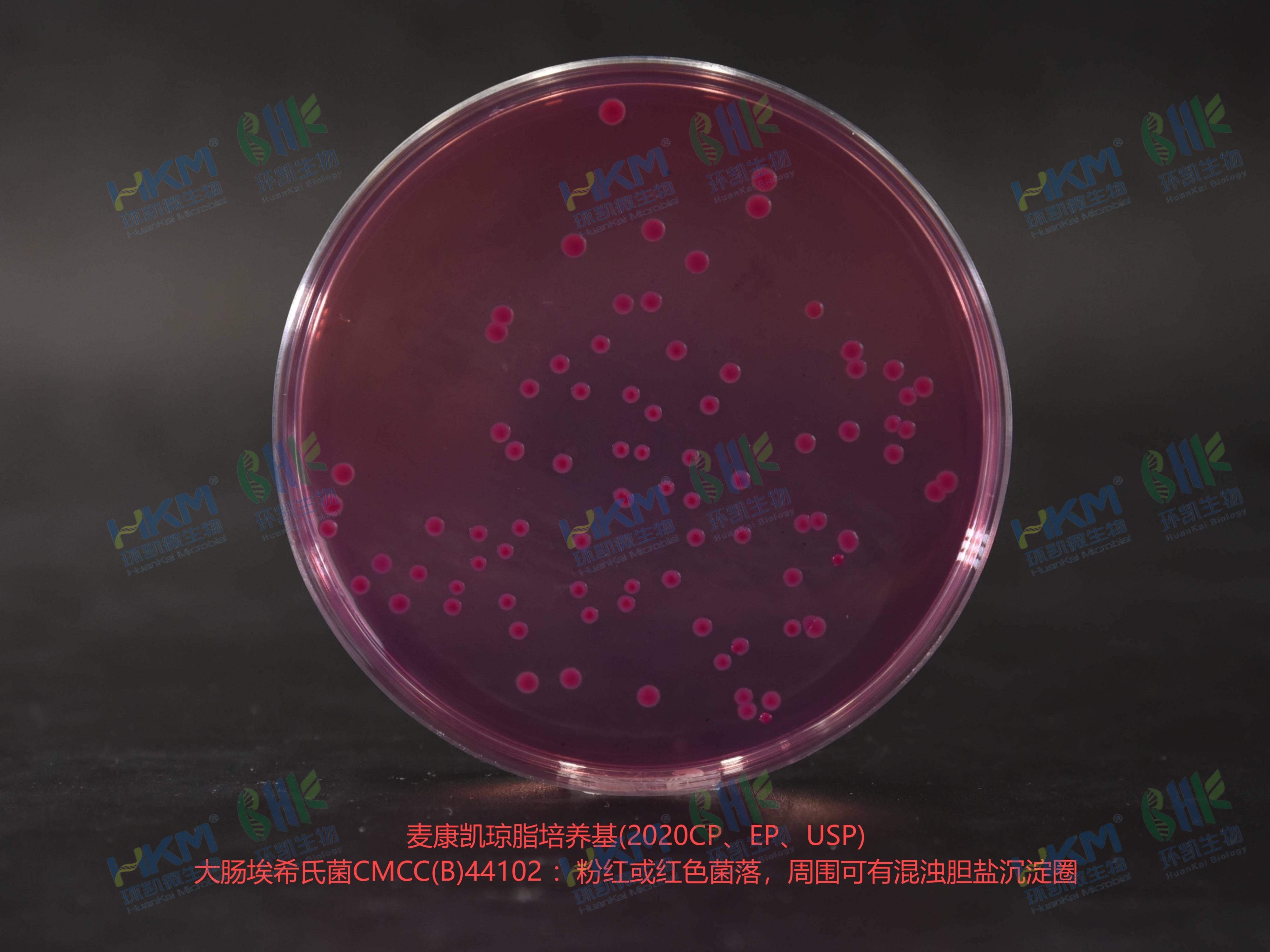 麦康凯琼脂培养基 乙型副伤寒沙门氏菌CMCC(B)50094