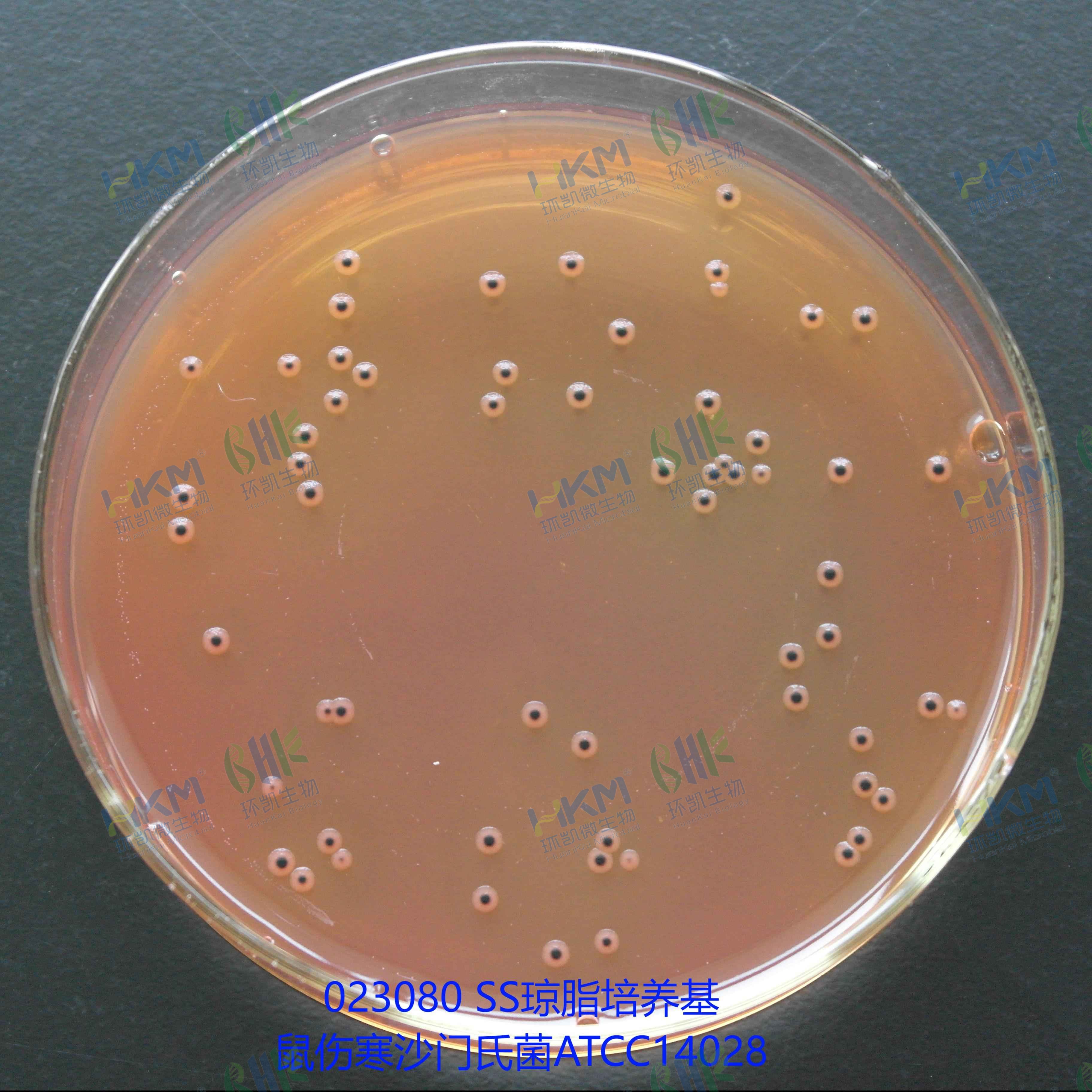 023080 SS琼脂培养基 - 鼠伤寒沙门氏菌ATCC14028