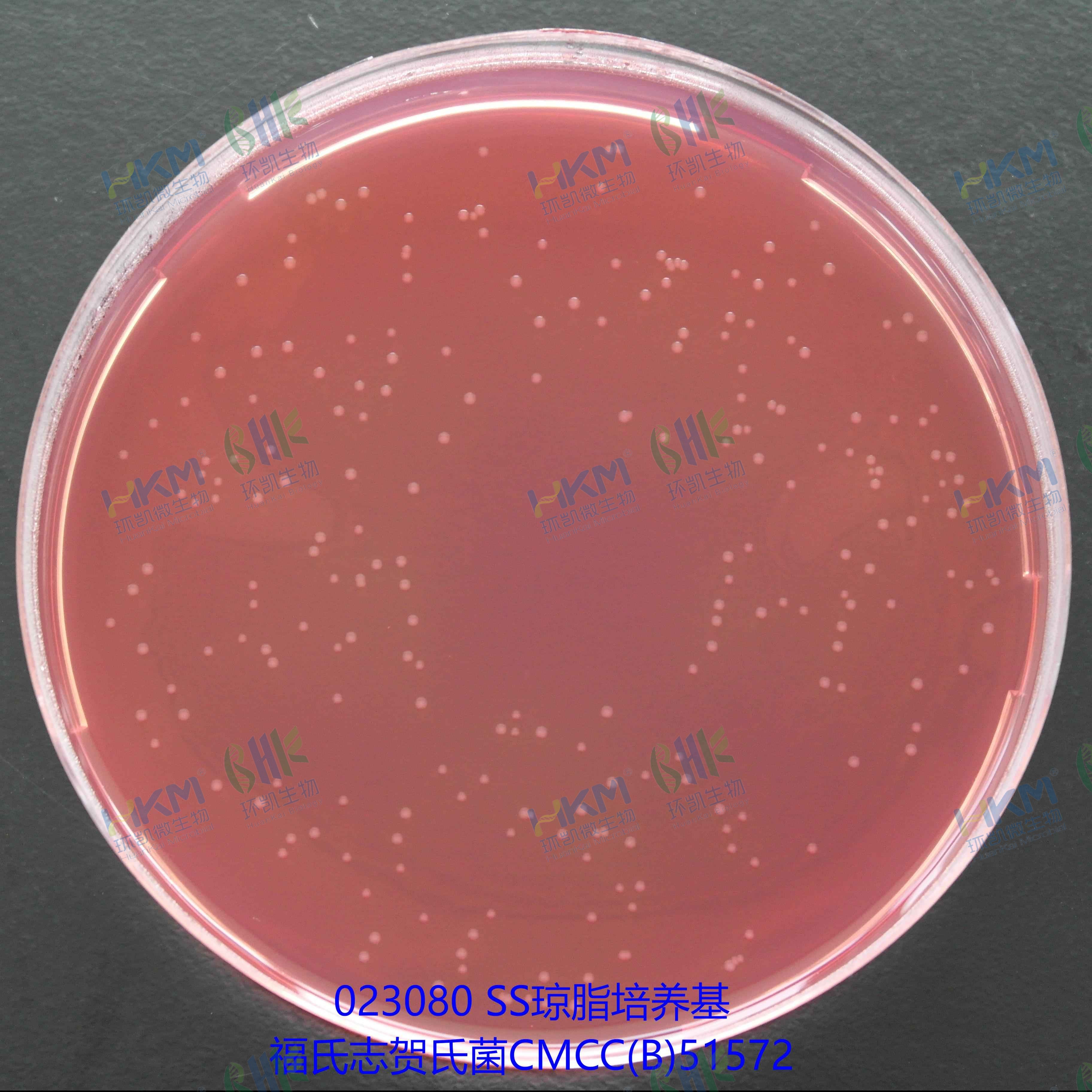 023080 SS琼脂培养基 - 福氏志贺氏菌CMCC(B)51572