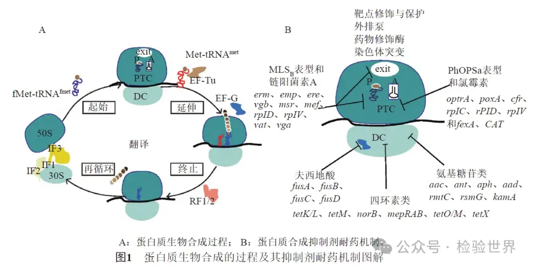 蛋白质生物合成的过程及其抑制剂耐药机制图解