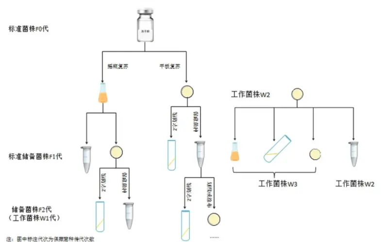 标准菌株F0代传代至储备菌株F2代（工作菌株W1代）