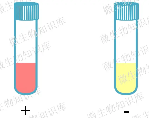 甲基红试验结果观察