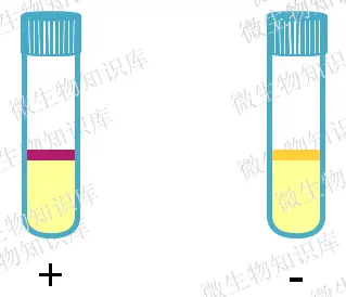 吲哚试验结果观察