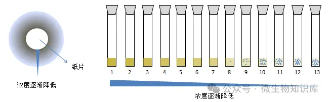 纸片扩散法表现形式