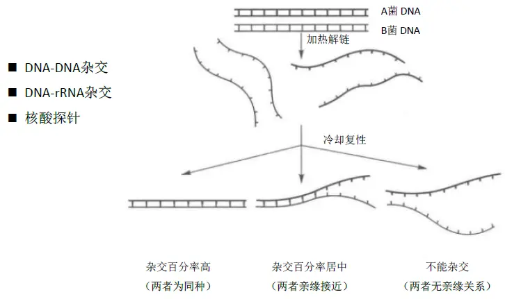 核酸的分子杂交