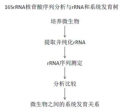 16SrRNA核苷酸序列分析与rRNA和系统发育树